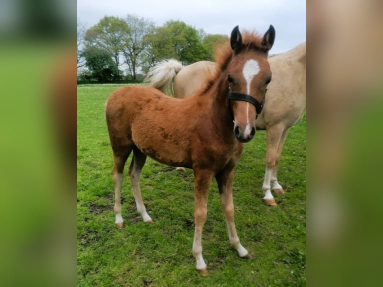 Duitse rijpony Merrie Veulen (01/2026) Vos in Viöl