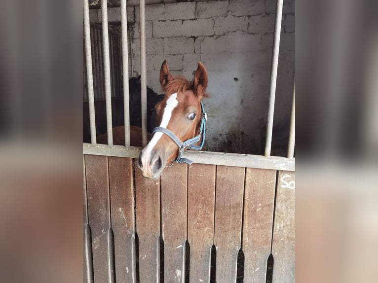 Duitse rijpony Merrie Veulen (03/2025) Vos in Frankenberg (Eder)
