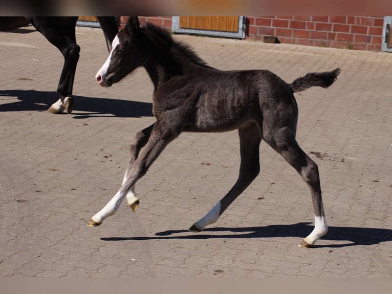 Duitse rijpony Merrie  Zwart in Ritterhude