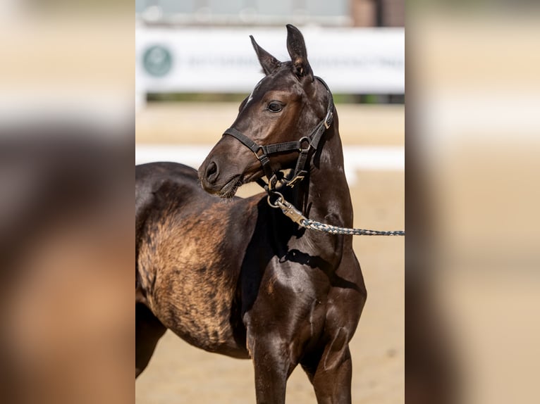 Duitse rijpony Merrie Veulen (04/2026) Zwart in Bottrop