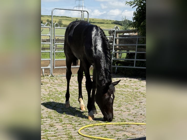 Duitse rijpony Merrie Veulen (02/2026) Zwart in Hameln