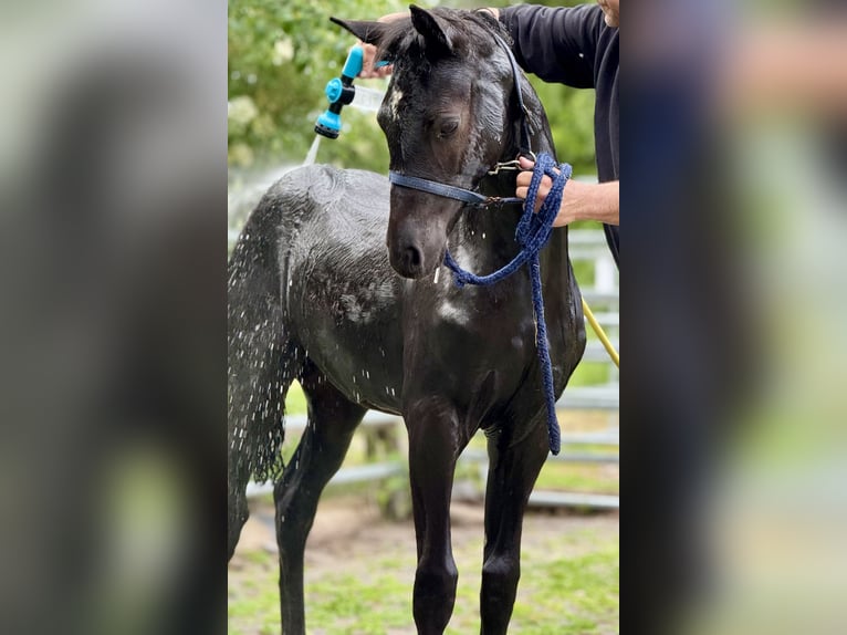 Duitse rijpony Merrie Veulen (02/2026) Zwart in Hameln