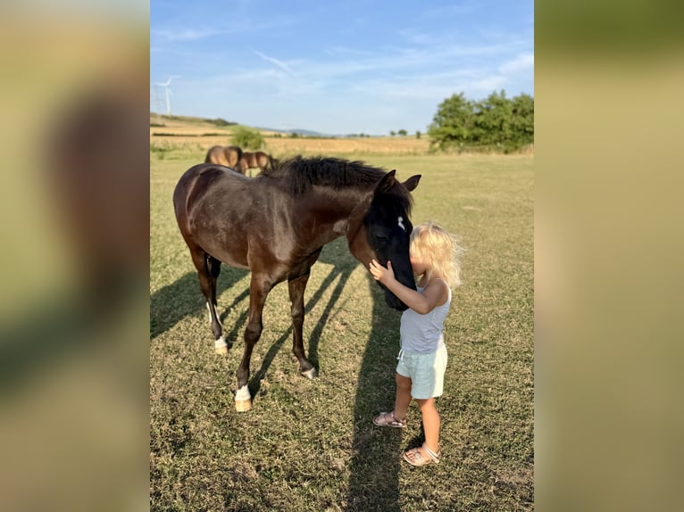 Duitse rijpony Merrie Veulen (02/2026) Zwart in Hameln