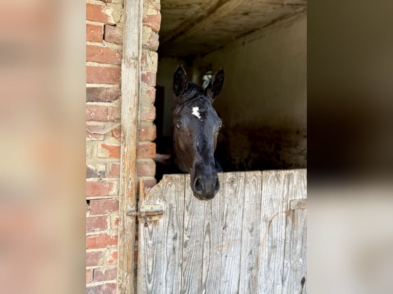 Duitse rijpony Merrie Veulen (02/2026) Zwart in Hameln