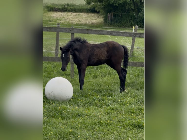 Duitse rijpony Merrie Veulen (02/2026) Zwart in Hameln