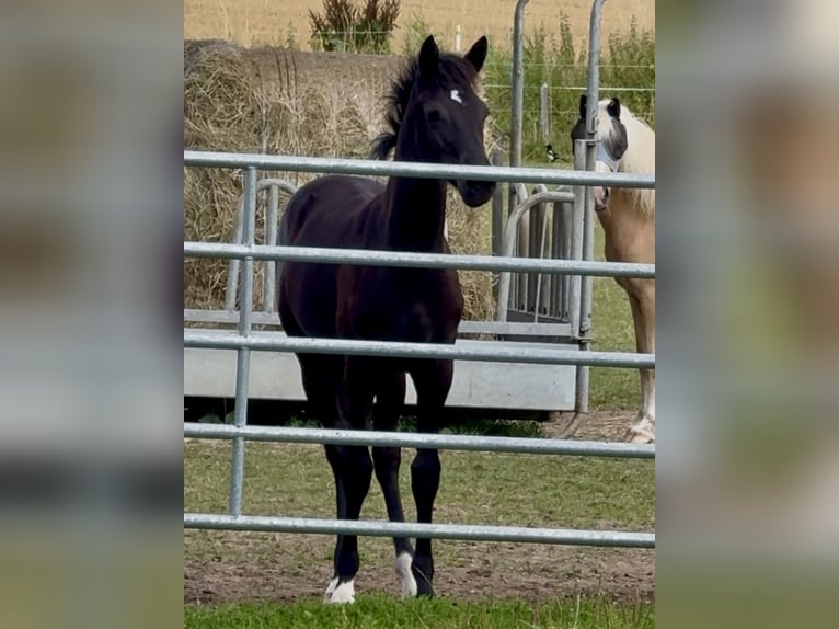 Duitse rijpony Merrie Veulen (02/2026) Zwart in Hameln