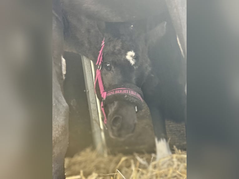 Duitse rijpony Merrie Veulen (02/2026) Zwart in Hameln