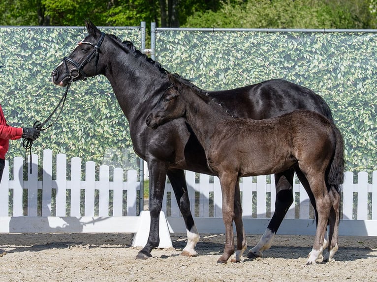 Duitse rijpony Merrie Veulen (02/2026) Zwart in Mnster-Handorf