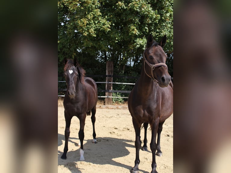 Duitse rijpony Merrie Veulen (03/2026) Zwart in Olfen