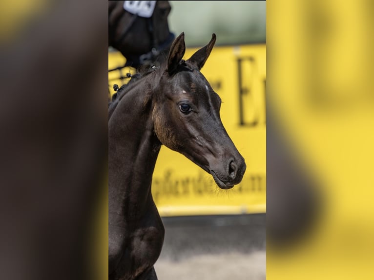 Duitse rijpony Merrie Veulen (04/2026) Zwart in Brünzow