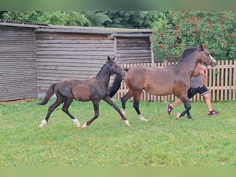 Duitse rijpony Merrie Veulen (02/2026) Zwartbruin in Zeulenroda-Triebes