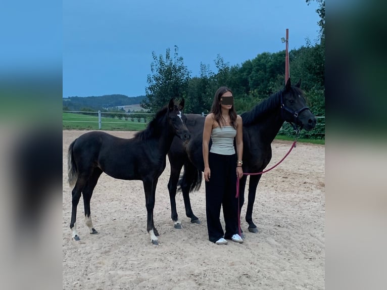 Duitse rijpony Merrie veulen (05/2024) Zwartbruin in Mülsen Ortmannsdorf, Marienau