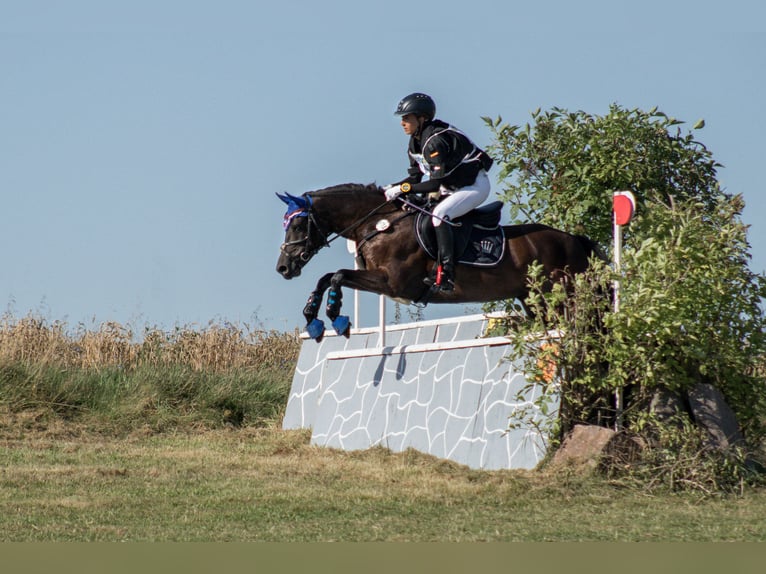 Duitse rijpony Merrie veulen (05/2024) Zwartbruin in Mülsen Ortmannsdorf, Marienau