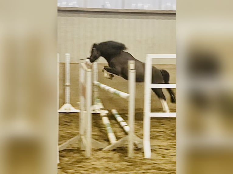 Duitse rijpony Ruin 10 Jaar 120 cm Zwartbruin in Lindlar