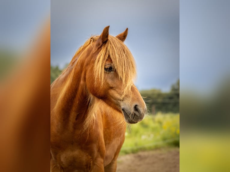 Duitse rijpony Ruin 10 Jaar 132 cm Vos in Geeste