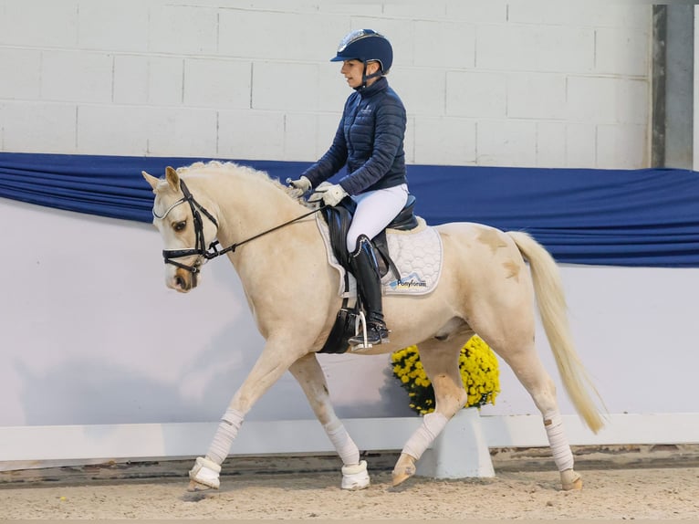 Duitse rijpony Ruin 10 Jaar 133 cm Palomino in Marsberg