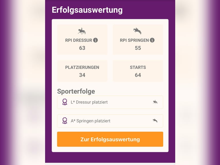 Duitse rijpony Mix Ruin 10 Jaar 135 cm Zwart in Bodenwerder