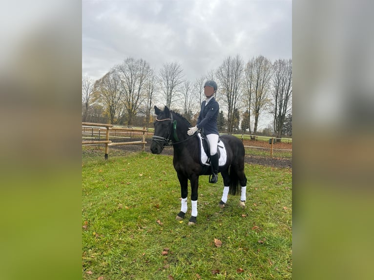 Duitse rijpony Mix Ruin 10 Jaar 135 cm Zwart in Bodenwerder