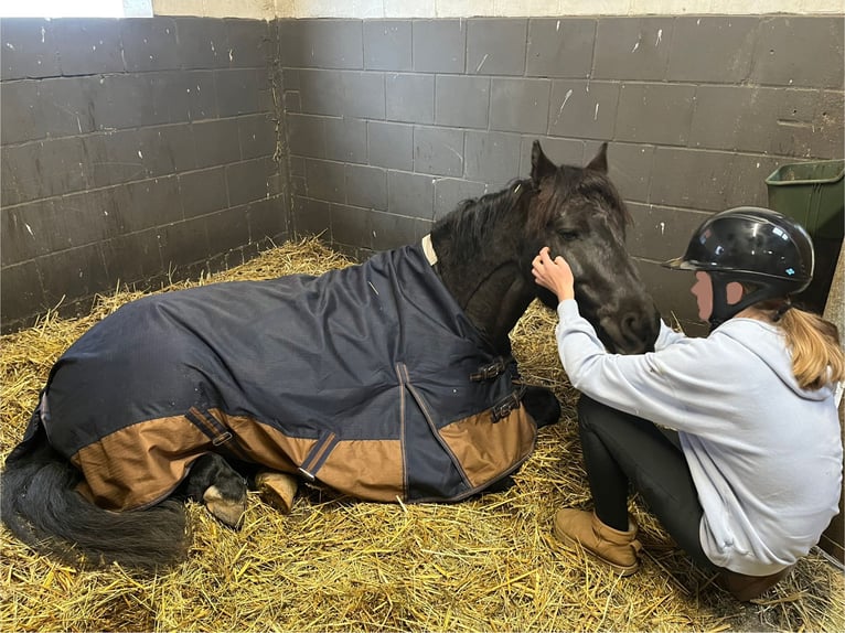 Duitse rijpony Mix Ruin 10 Jaar 135 cm Zwart in Bodenwerder