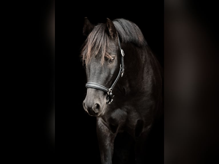 Duitse rijpony Mix Ruin 10 Jaar 135 cm Zwart in Bodenwerder