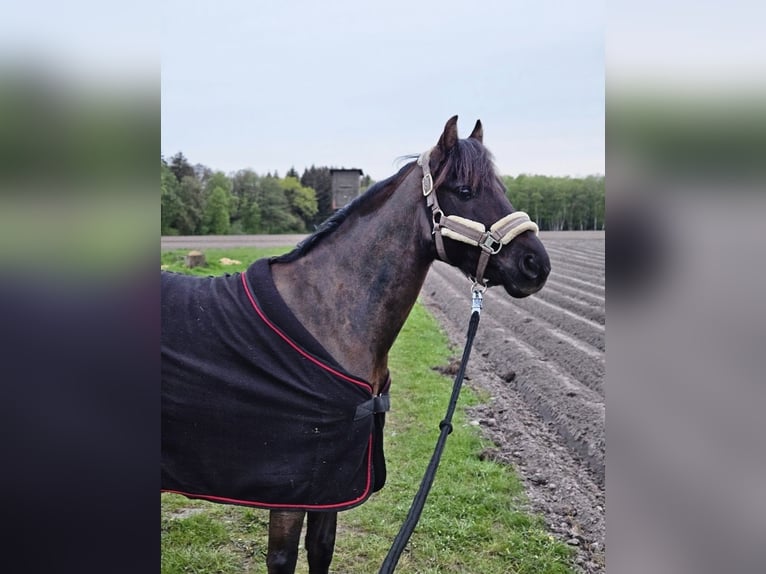 Duitse rijpony Ruin 10 Jaar 136 cm Zwart in Barlt