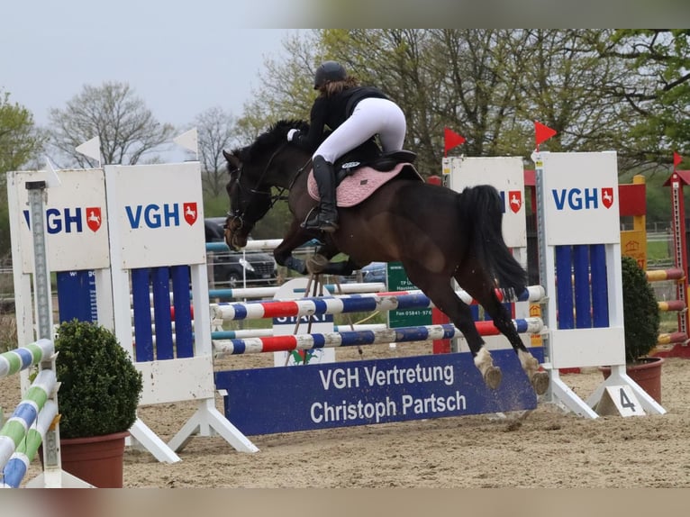Duitse rijpony Ruin 10 Jaar 142 cm Bruin in Dannenberg (Elbe) Soven