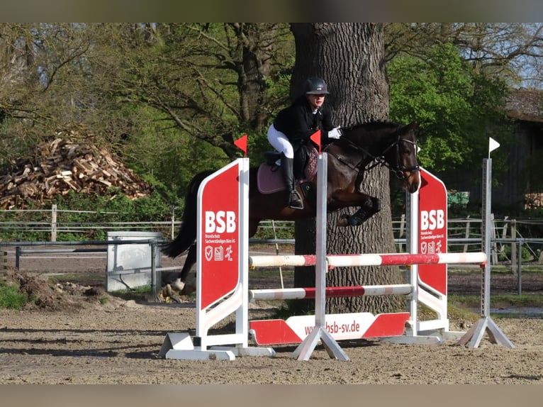 Duitse rijpony Ruin 10 Jaar 142 cm Bruin in Dannenberg (Elbe) Soven