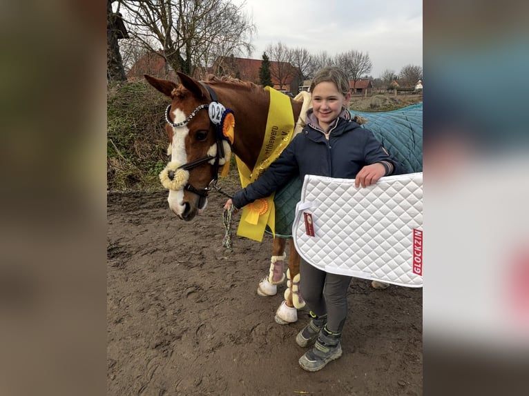 Duitse rijpony Ruin 10 Jaar 142 cm Vos in Abbenrode