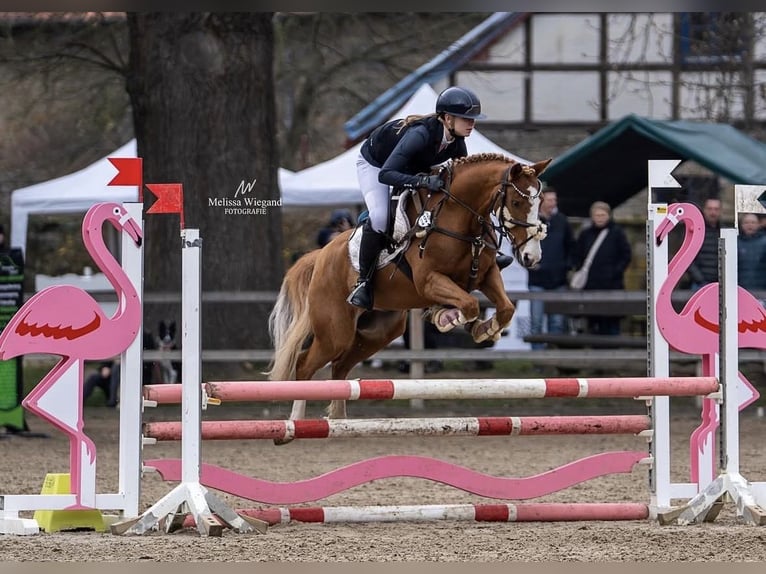 Duitse rijpony Ruin 10 Jaar 142 cm Vos in Abbenrode