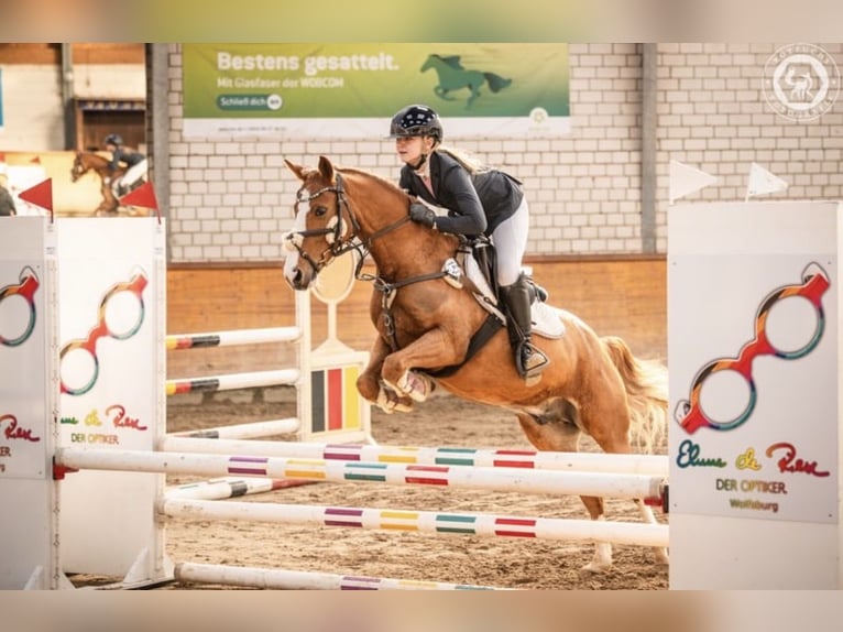 Duitse rijpony Ruin 10 Jaar 142 cm Vos in Abbenrode