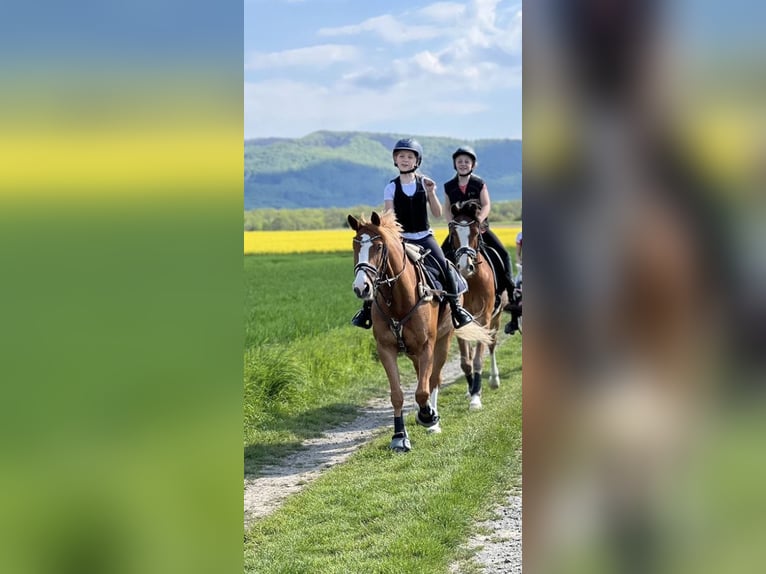 Duitse rijpony Ruin 10 Jaar 142 cm Vos in Abbenrode