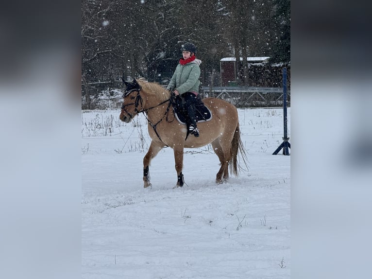 Duitse rijpony Ruin 10 Jaar 143 cm Falbe in Cröchern