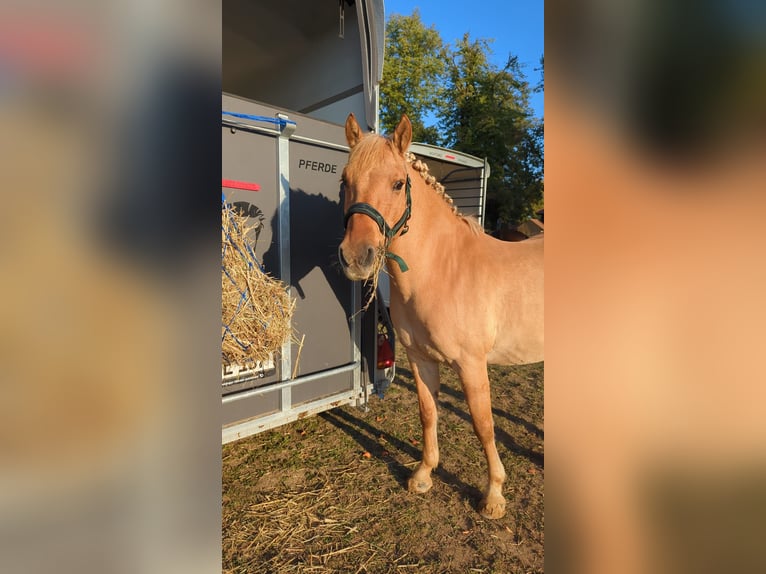 Duitse rijpony Ruin 10 Jaar 143 cm Falbe in Cröchern