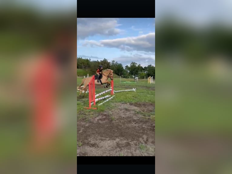 Duitse rijpony Ruin 10 Jaar 143 cm Falbe in Cröchern