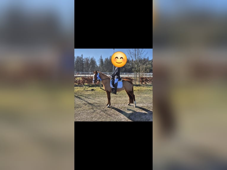 Duitse rijpony Ruin 10 Jaar 143 cm Vos in Handewitt