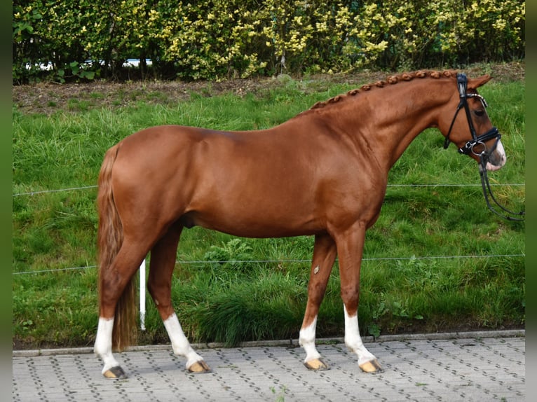 Duitse rijpony Ruin 10 Jaar 143 cm Vos in F&#xFC;rstenau