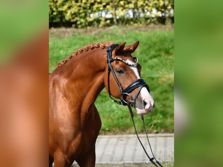 Duitse rijpony Ruin 10 Jaar 143 cm Vos in F&#xFC;rstenau