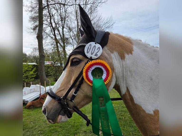 Duitse rijpony Ruin 10 Jaar 144 cm Palomino in Paderborn