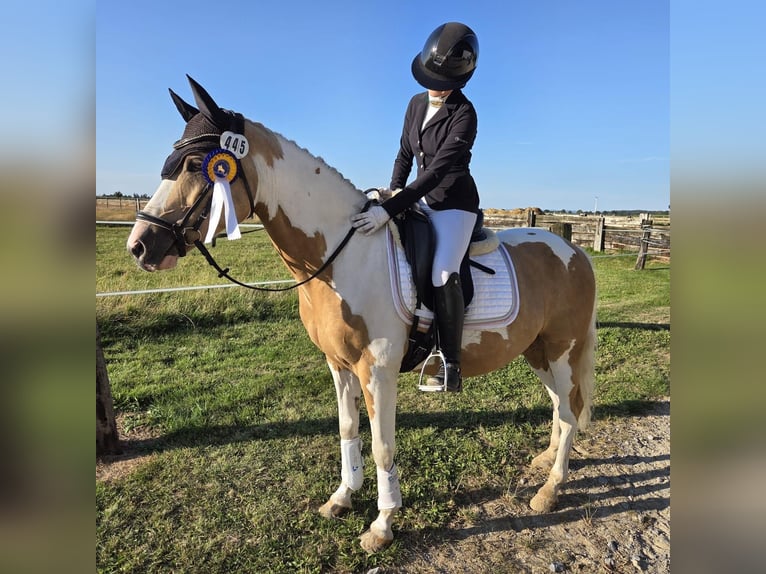 Duitse rijpony Ruin 10 Jaar 144 cm Palomino in Paderborn