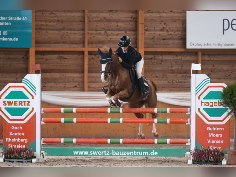 Duitse rijpony Ruin 10 Jaar 144 cm Vos in Goch