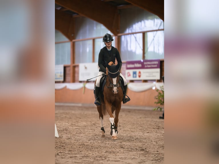 Duitse rijpony Ruin 10 Jaar 144 cm Vos in Goch