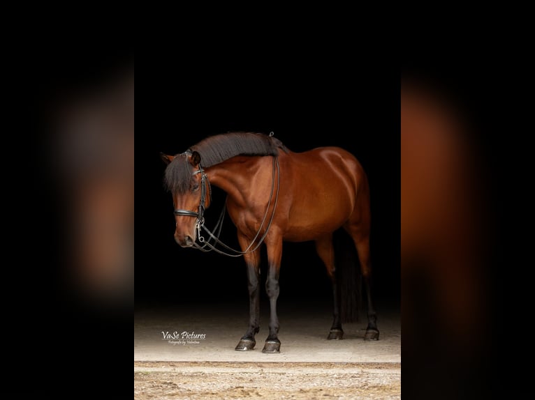 Duitse rijpony Mix Ruin 10 Jaar 145 cm Bruin in Hetzles