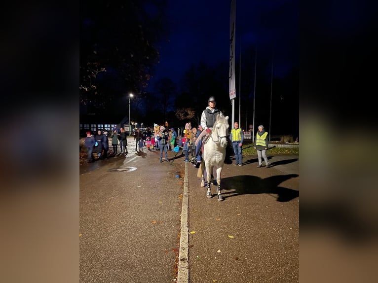 Duitse rijpony Mix Ruin 10 Jaar 146 cm Blauwschimmel in Murrhardt