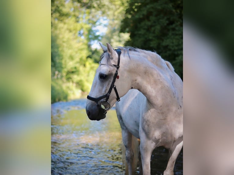 Duitse rijpony Mix Ruin 10 Jaar 146 cm Blauwschimmel in Murrhardt