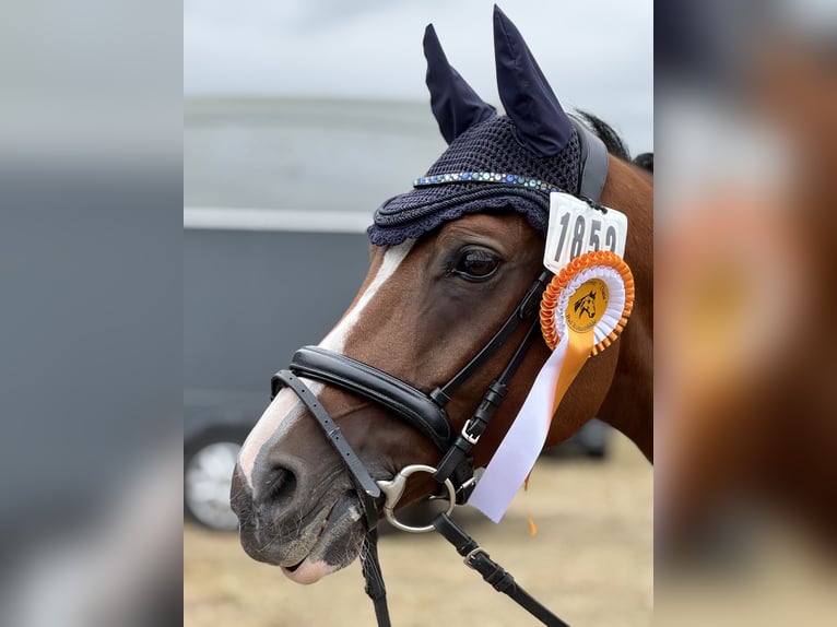 Duitse rijpony Ruin 10 Jaar 146 cm Bruin in Melle