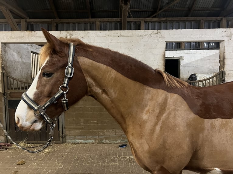 Duitse rijpony Ruin 10 Jaar 146 cm Vos in Lindlar
