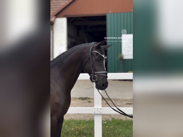 Duitse rijpony Ruin 10 Jaar 146 cm Zwart in Stuhr