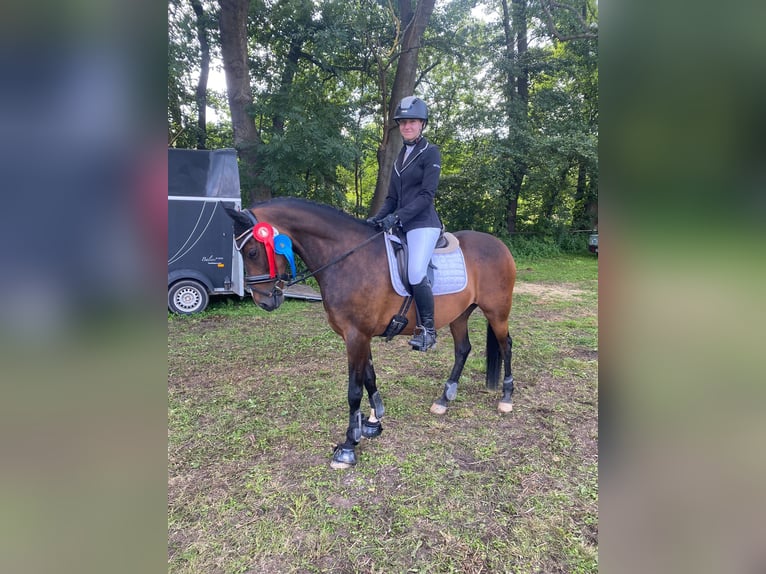 Duitse rijpony Ruin 10 Jaar 147 cm Donkerbruin in Giersleben