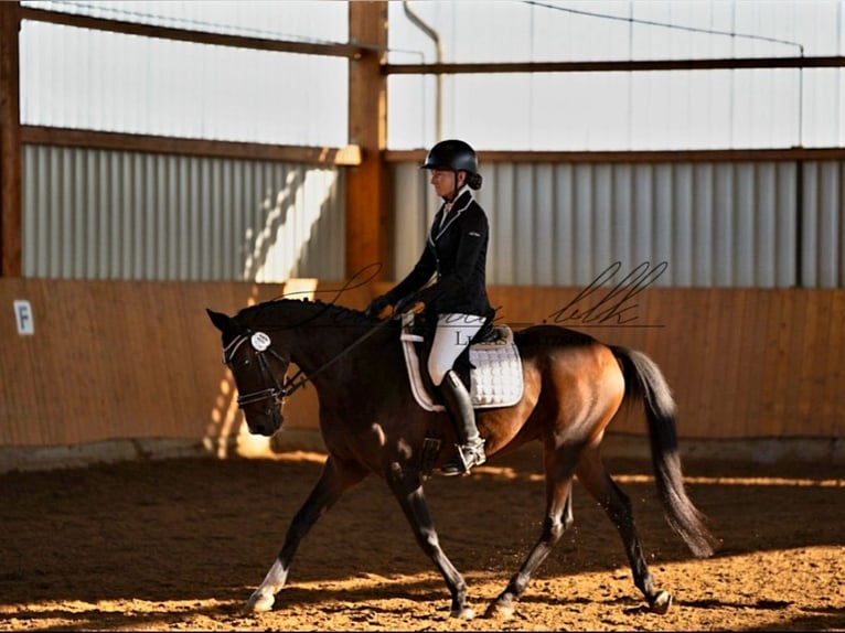 Duitse rijpony Ruin 10 Jaar 147 cm Donkerbruin in Giersleben