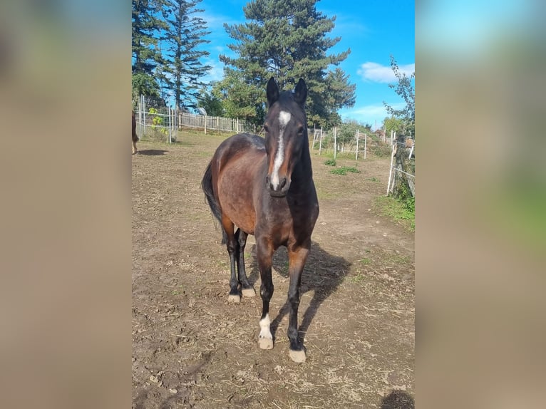 Duitse rijpony Ruin 10 Jaar 147 cm Donkerbruin in Giersleben